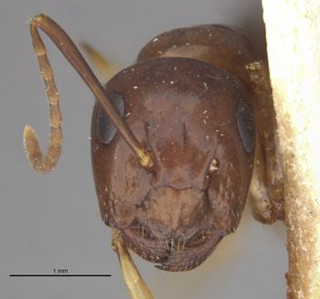 Media type: image;   Entomology 21531 Aspect: head frontal view